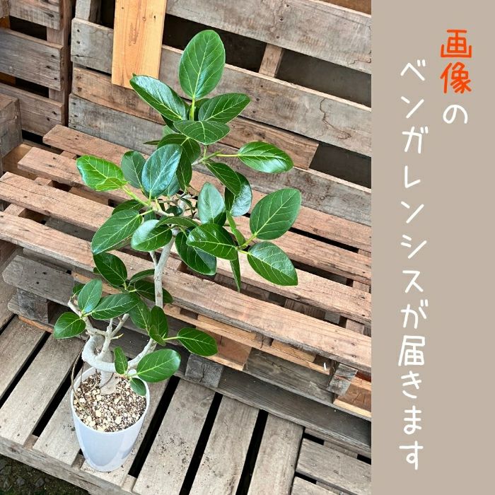 観葉植物現品販売