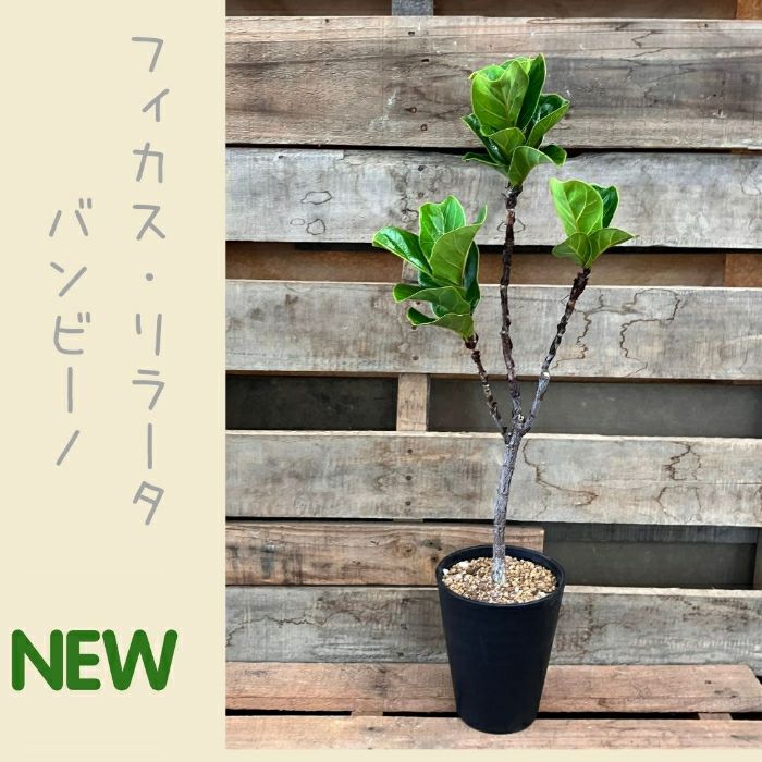 観葉植物現品販売