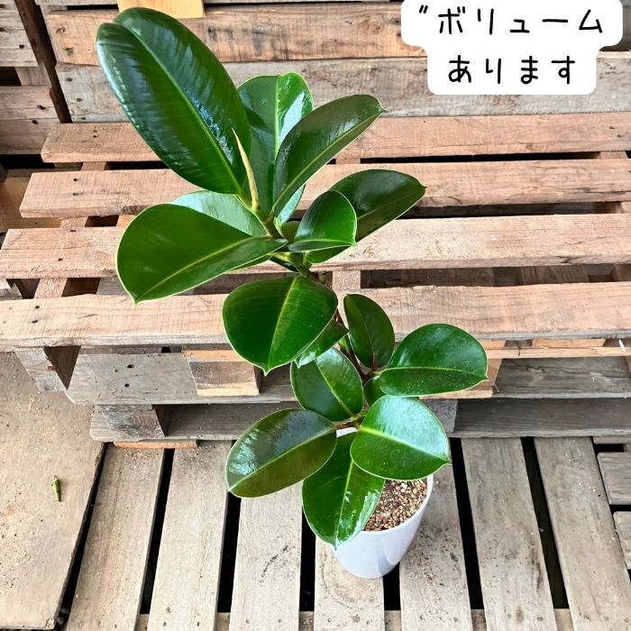 観葉植物現品販売