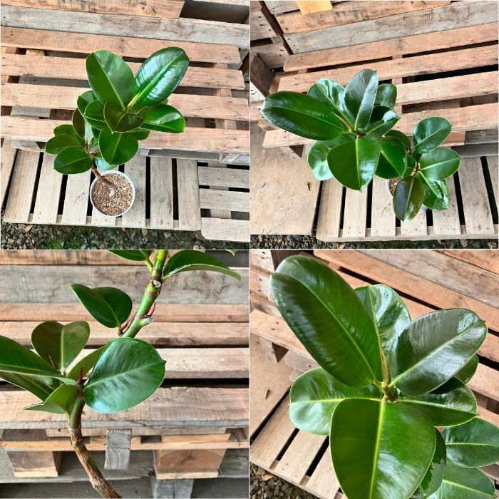 観葉植物現品販売