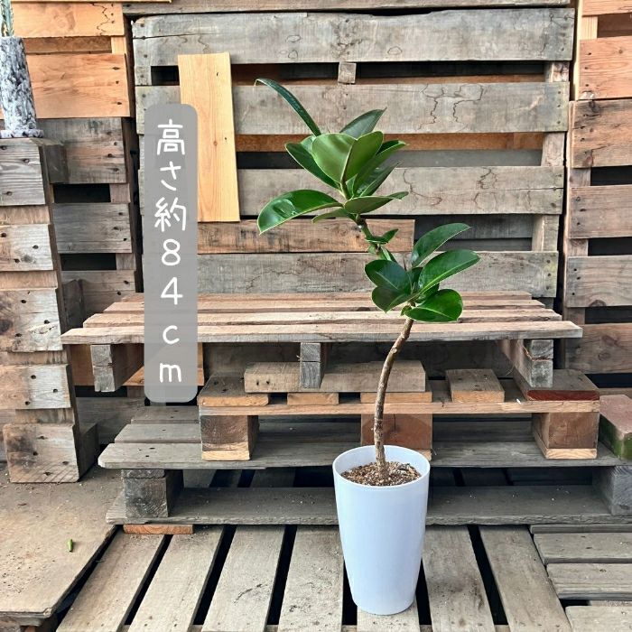 観葉植物現品販売