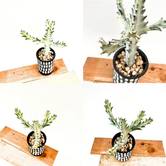 観葉植物現品販売