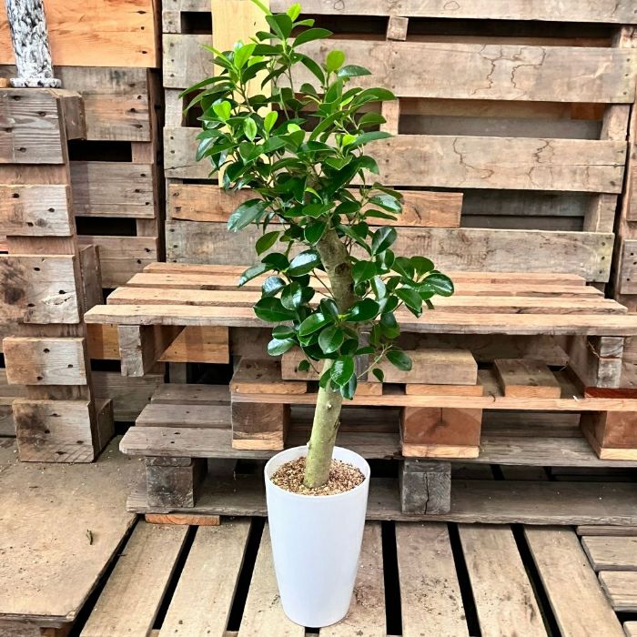 観葉植物 本物 NEW【現品】 直幹樹形のガジュマル 7号サイズ 人気商品