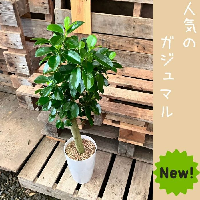 観葉植物現品販売