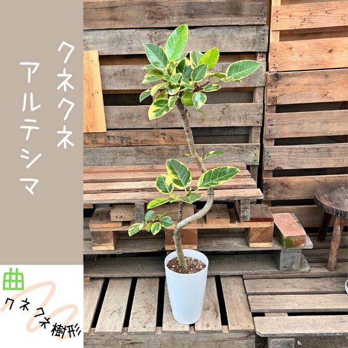 観葉植物現品販売