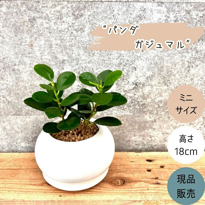 観葉植物現品販売