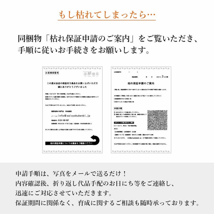 安心の3ヵ月保証付き 観葉植物 本物 モンステラ 6号鉢 プラ鉢ホワイトポット 初心者