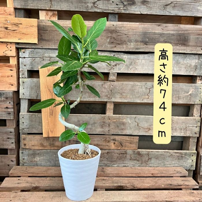 観葉植物現品販売