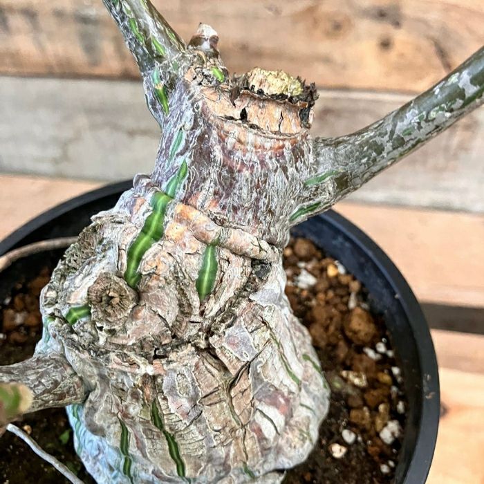 観葉植物 本物 【現品】 塊根植物 ボンバックス 1点もの 【希少】
