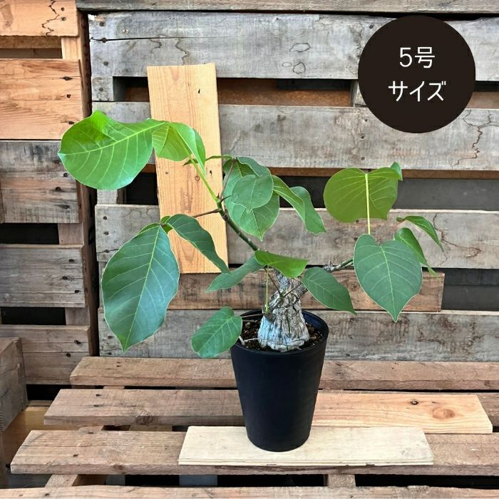 観葉植物現品販売