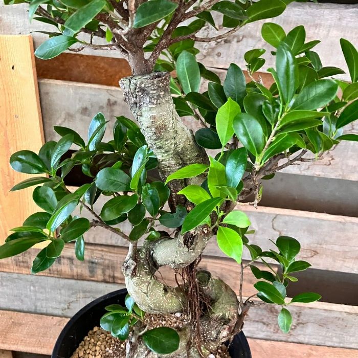 観葉植物現品販売