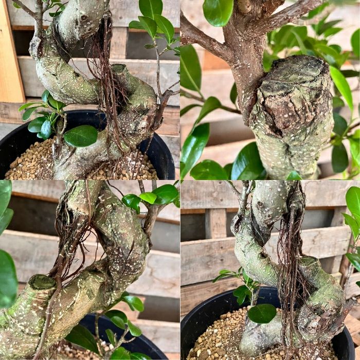 観葉植物現品販売