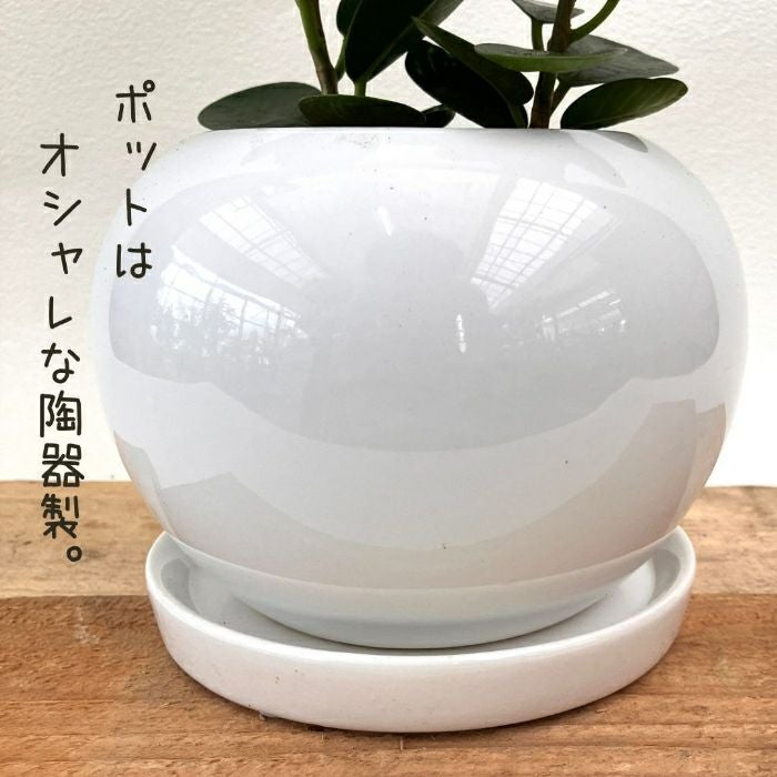 観葉植物現品販売