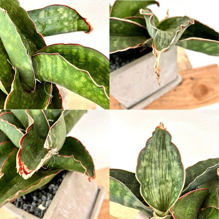 観葉植物現品販売