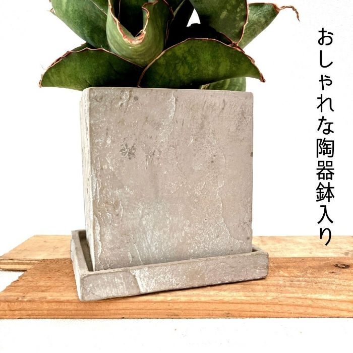 観葉植物現品販売
