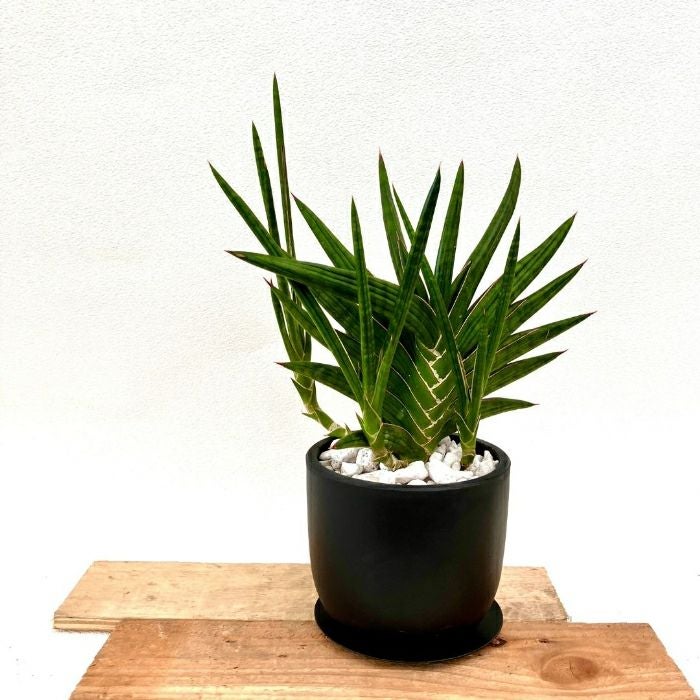 観葉植物現品販売