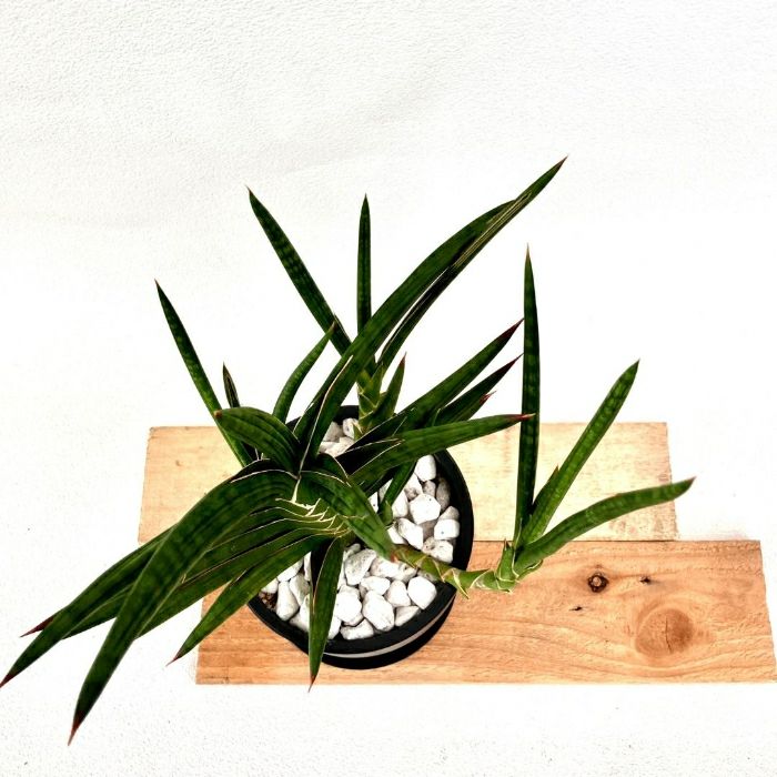 観葉植物現品販売