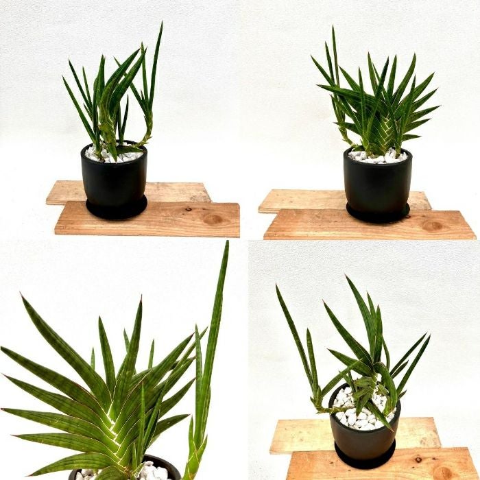 観葉植物現品販売