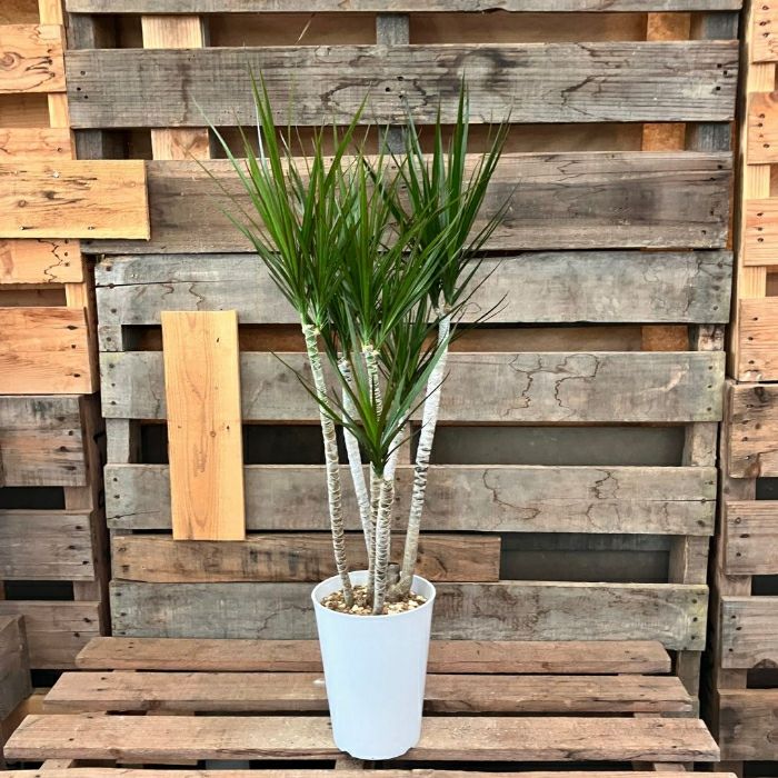 観葉植物現品販売