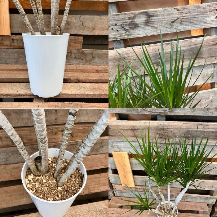 観葉植物現品販売