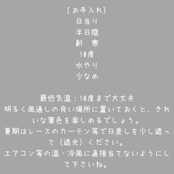 観葉植物現品販売