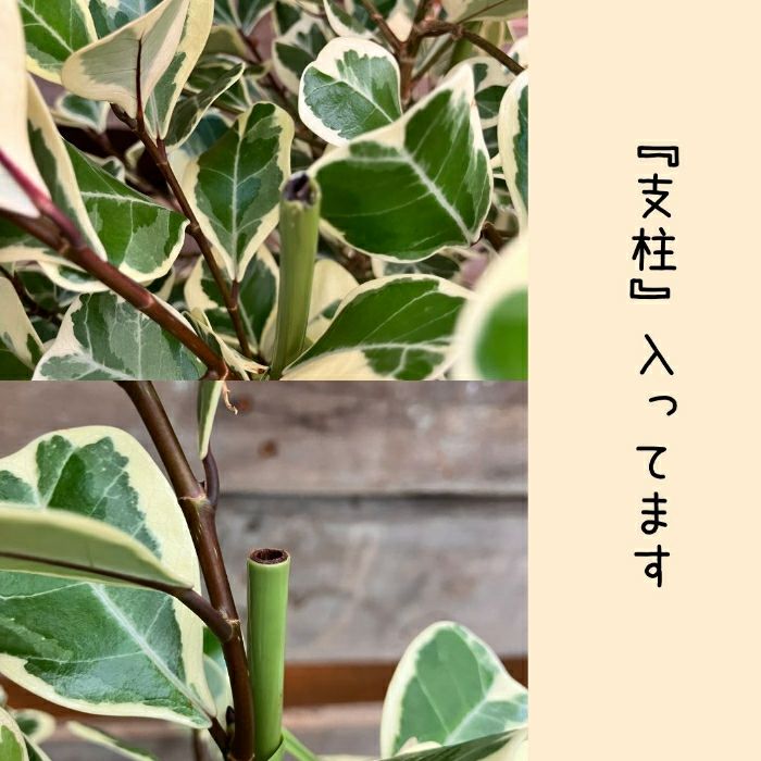 観葉植物現品販売