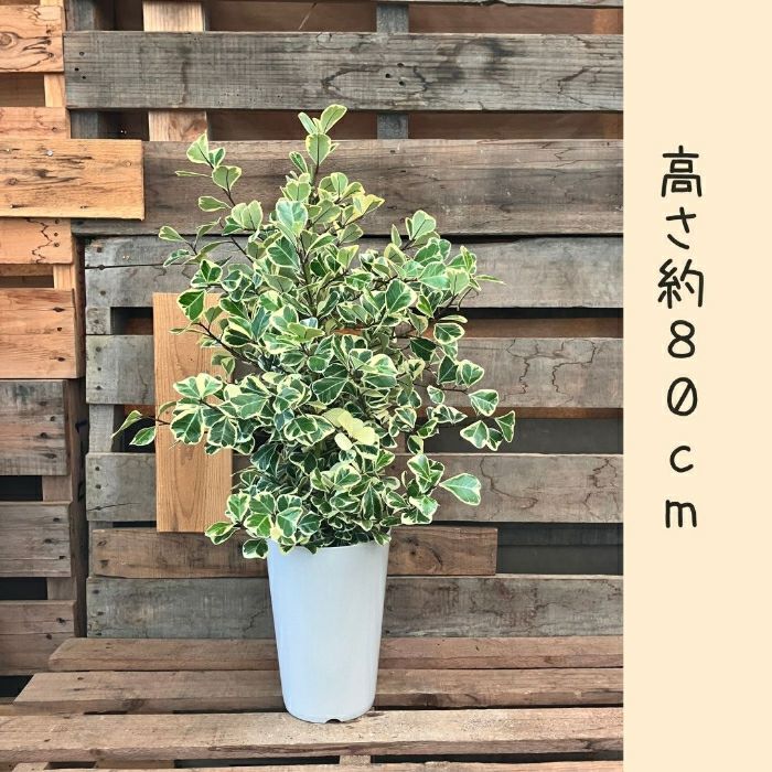 観葉植物現品販売