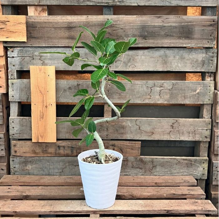 観葉植物現品販売