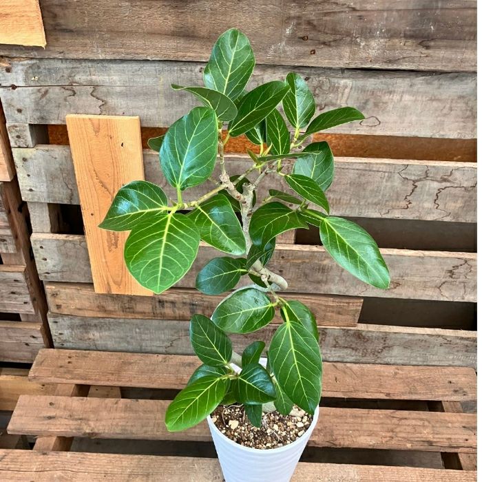 観葉植物現品販売