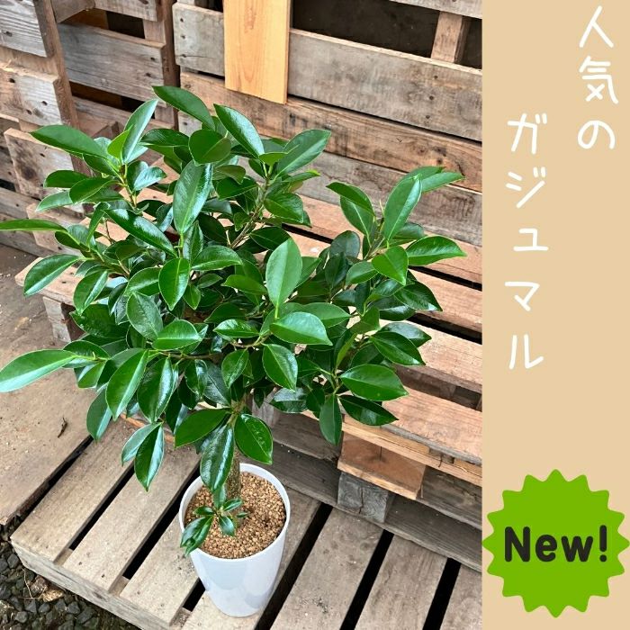 観葉植物現品販売