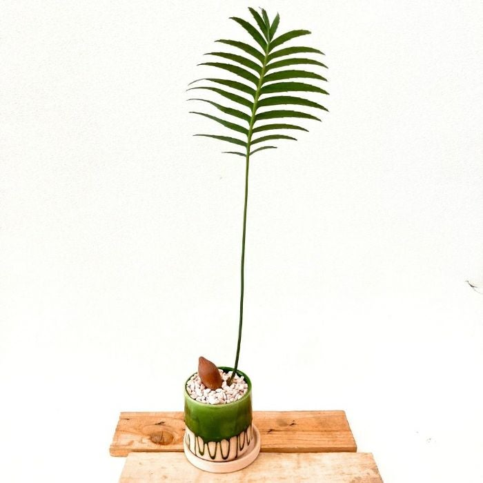 観葉植物現品販売