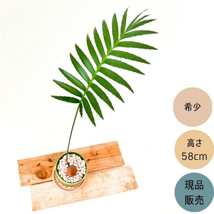 観葉植物現品販売