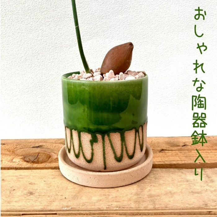 観葉植物現品販売