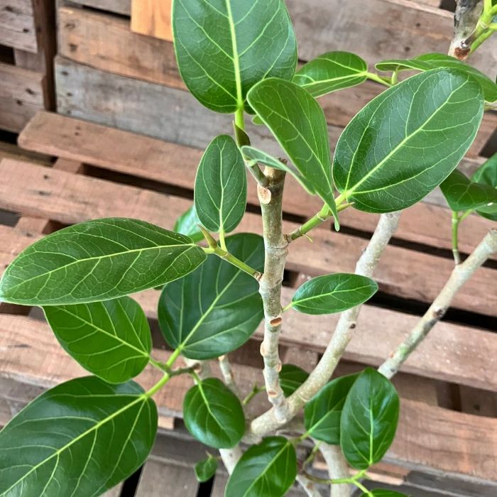 観葉植物現品販売