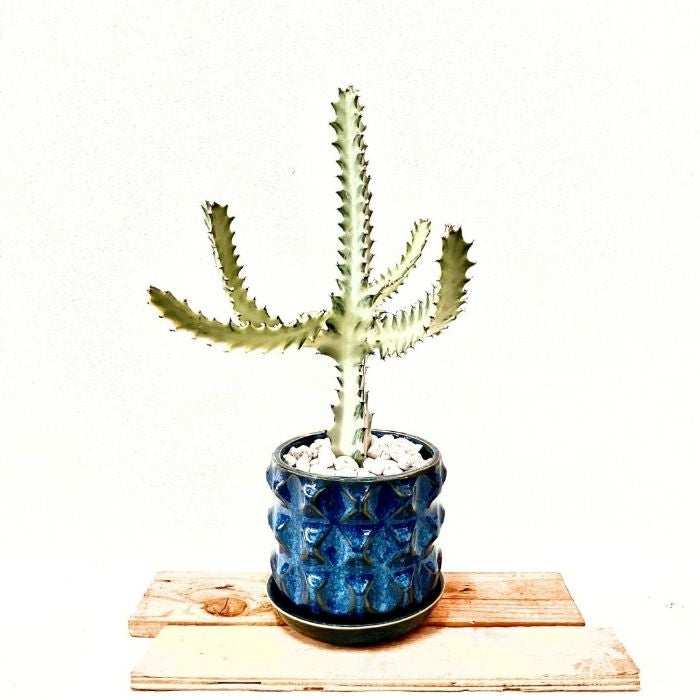 観葉植物現品販売