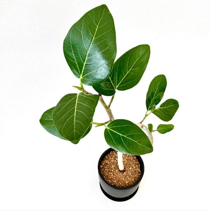 観葉植物現品販売