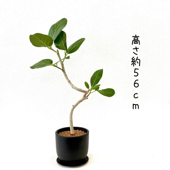 観葉植物現品販売