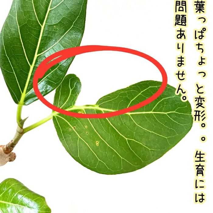 観葉植物現品販売