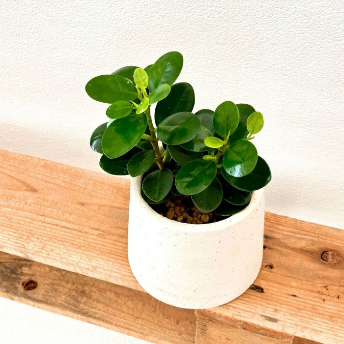 観葉植物現品販売