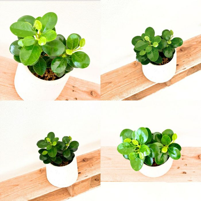 観葉植物現品販売