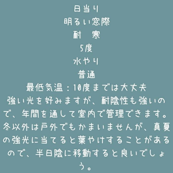 観葉植物現品販売