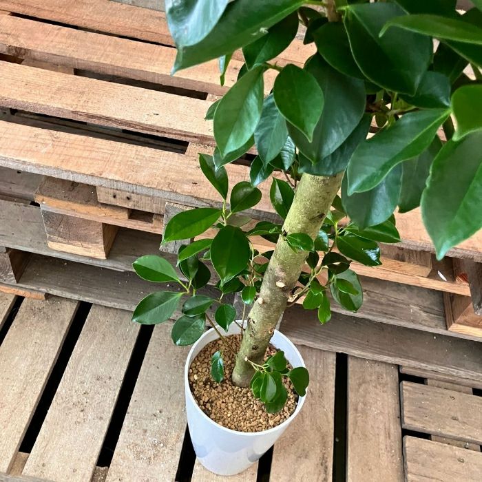 観葉植物現品販売