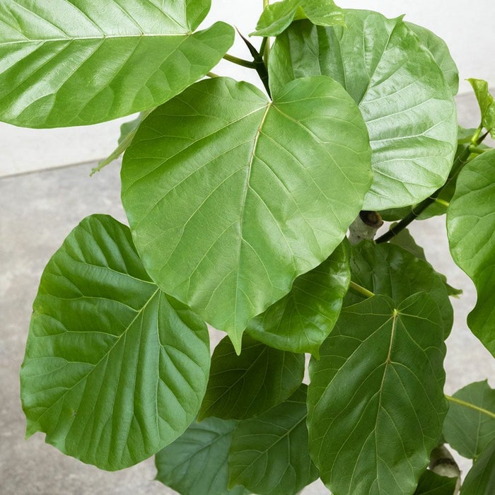 フィカス・ウンベラータ 8号 曲がり樹形 セラアート鉢 観葉植物 本物