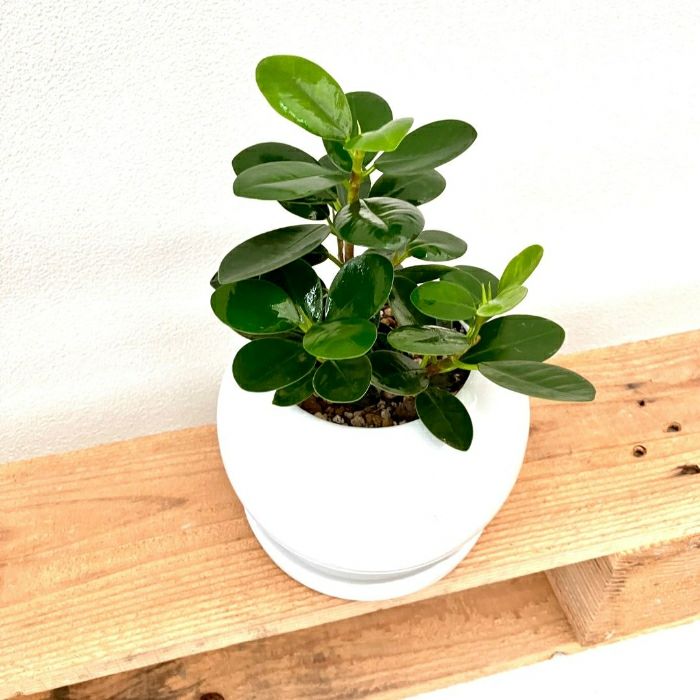 観葉植物現品販売