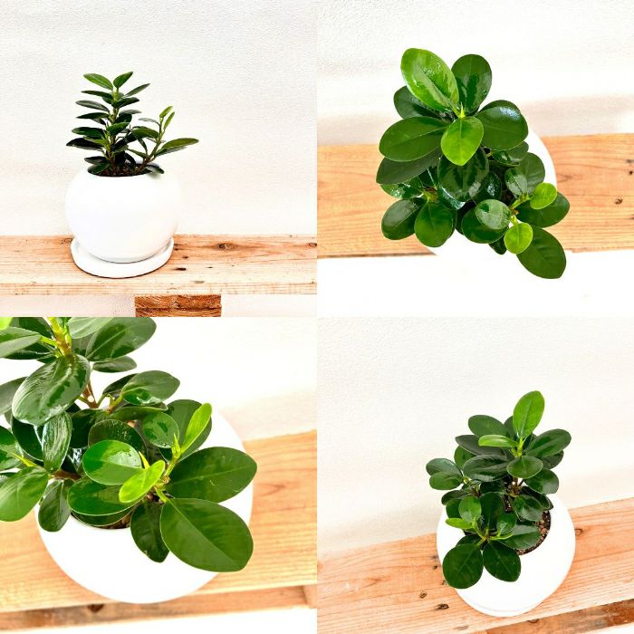 観葉植物現品販売