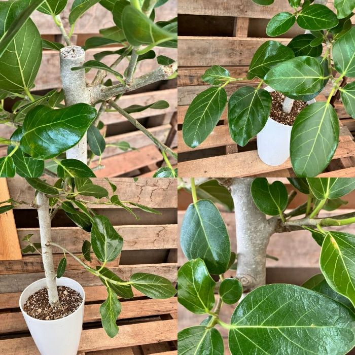 観葉植物現品販売