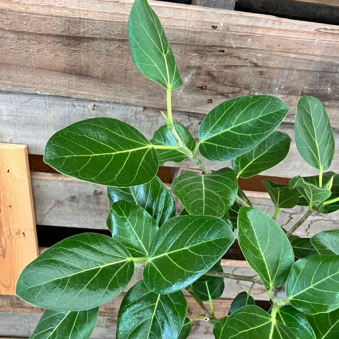 観葉植物現品販売