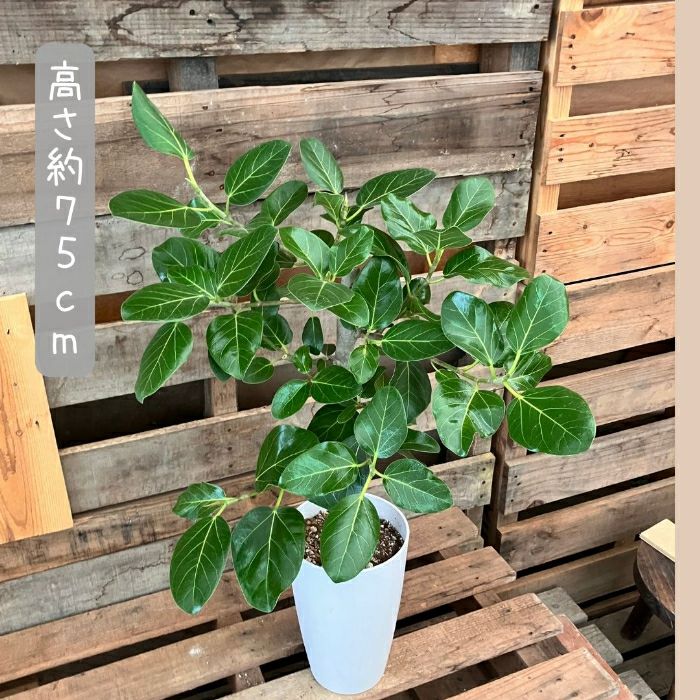 観葉植物現品販売