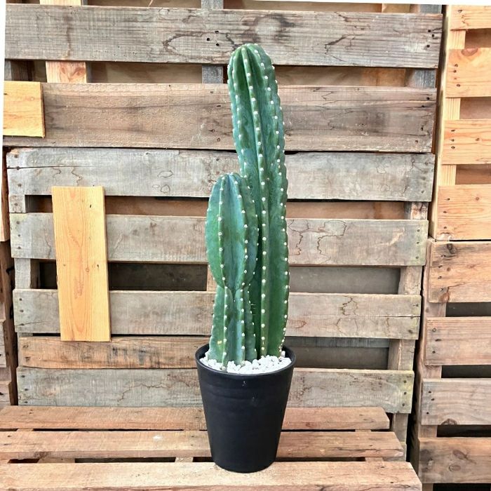 観葉植物 本物【現品】 ☆NEW☆ 柱サボテン ヌーダム 2本植え 7号