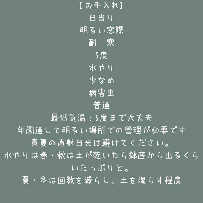 観葉植物現品販売